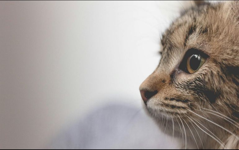 Los gatos son uno de los animales preferidos por los humanos. ESPECIAL/ Foto de Borna Bevanda en Unsplash