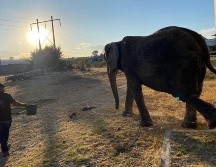 Los inspectores de la Oficina de Representación de la Profepa de Jalisco, acompañados por personal especializado del Zoológico de San Juan de Aragón, son quienes llevarán a cabo el manejo, contención y traslado de la elefante Annie. X/ @PROFEPA_Mx.