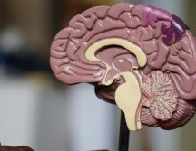 Investigadores encuentran la relación entre la proteína beta amiloide y la OCIAD1. ESPECIAL/ Foto de R. Weermeijer en Unsplash