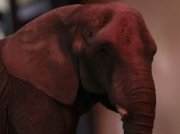 San Juan de Aragón fue elegido por encima de los zoológicos León y el de Guadalajara, los cuales cuentan con instalaciones de certificación internacional. X/ @PROFEPA_Mx.