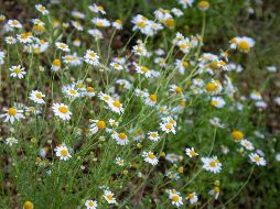 Esta infusión te ayudará a proteger tu hígado y conservar una salud general que te de bienestar. ESPECIAL / PEXELS Zülfü Demir