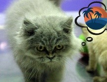 ¿Qué es lo mejor para tus mascotas? ¿Dejarlas en una pensión o llevarlas de viaje? EL INFORMADOR / ARCHIVO