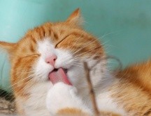 El instinto de los gatunos nace del olfato, pues es uno de los sentidos que tienen más desarrollado, posee una capacidad de catorce veces más intensidad que el ser humano y, en su caso, puede oler a sus enemigos y defenderse de algunos peligros externos. PIXABAY