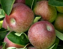 La manzana tiene diversos beneficios para la salud. AP / ARCHIVO