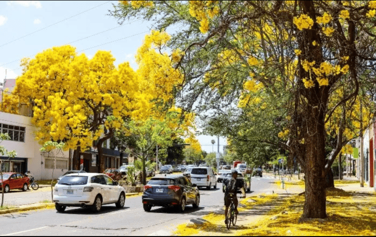 Las calles de Guadalajara se visten de amarillo gracias a las flores del árbol de guayacán. EL INFORMADOR/ ARCHIVO.