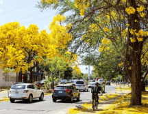 Las calles de Guadalajara se visten de amarillo gracias a las flores del árbol de guayacán. EL INFORMADOR/ ARCHIVO.