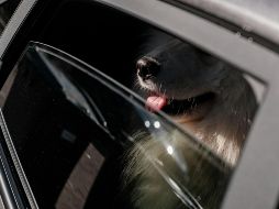 Aquí algunas recomendaciones para cuidar a tus mascotas. UNSPLASH / Haberdoedas