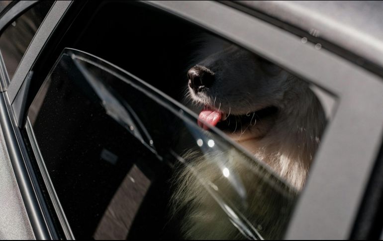 Aquí algunas recomendaciones para cuidar a tus mascotas. UNSPLASH / Haberdoedas