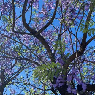 ¿Cómo se llaman los árboles morados que se dan mucho en Guadalajara?