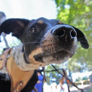 Conoce los mejores parques caninos en la Zona Metropolitana de Guadalajara