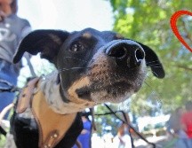 Estos son algunos destinos que amará tu perro dentro de la Zona Metropolitana de Guadalajara. EL INFORMADOR / ARCHIVO