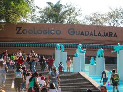 El Zoológico cuenta con alrededor 5,000 animales de 300 diferentes especies de todos los continentes. EL INFORMADOR/ ARCHIVO.