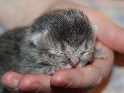 Algunas gatas intensificarán su atención hacia las crías supervivientes, manteniéndose en alerta constante y extremando los cuidados. Pixabay.