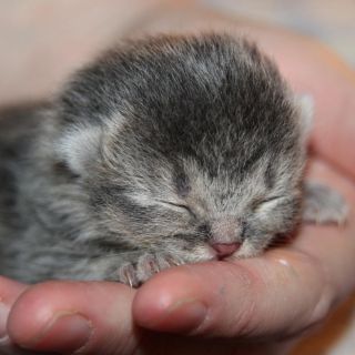 ¿Qué hacen las gatitas cuando muere una de sus crías?