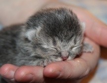 Algunas gatas intensificarán su atención hacia las crías supervivientes, manteniéndose en alerta constante y extremando los cuidados. Pixabay.