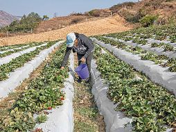 El Gobierno de México aseguró que mantiene el propósito del decreto de proteger el derecho a la salud, a una alimentación nutritiva. SUN/ ARCHIVO.