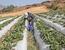 El Gobierno de México aseguró que mantiene el propósito del decreto de proteger el derecho a la salud, a una alimentación nutritiva. SUN/ ARCHIVO.