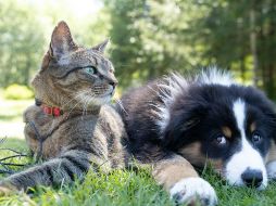 El calor puede afectar a las mascotas. ESPECIAL/ Foto de Andrew S en Unsplash
