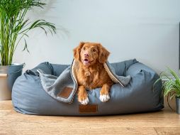 Tanto perritos como gatitos deben contar ya con su registro. Unsplash