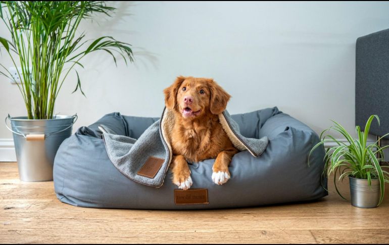 Tanto perritos como gatitos deben contar ya con su registro. Unsplash