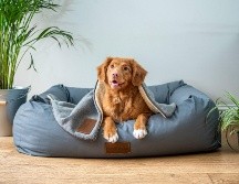 Tanto perritos como gatitos deben contar ya con su registro. Unsplash