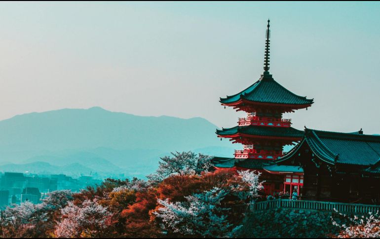 Esta planta japonesa te protegerá de varios problemas de salud. ESPECIAL / PEXELS Belle Co