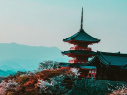 Esta planta japonesa te protegerá de varios problemas de salud. ESPECIAL / PEXELS Belle Co