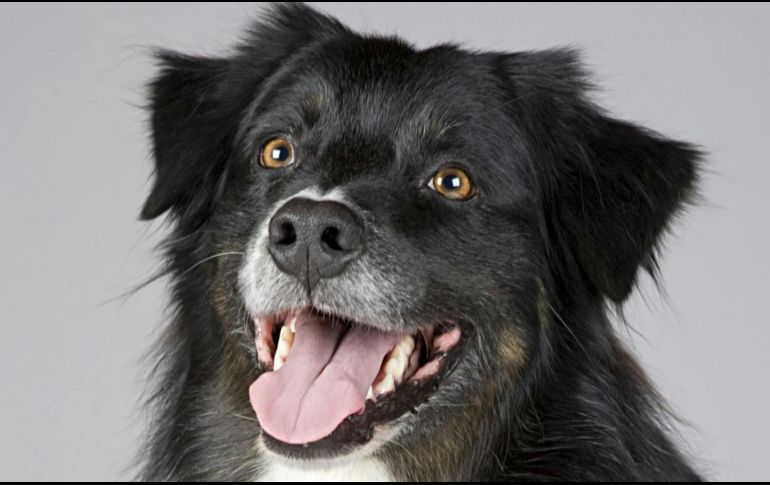 Esto dice la ciencia acerca de la maternidad canina. ESPECIAL / PEXELS Pixabay