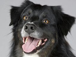 Esto dice la ciencia acerca de la maternidad canina. ESPECIAL / PEXELS Pixabay