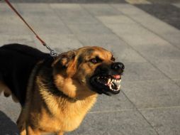 La cercanía del humano y el perro nos ha hecho olvidar que también son animales, y pueden ser agresivos. ESPECIAL/Unsplash