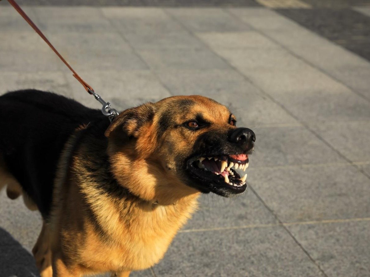 que pasa si tu perro ataca a alguien
