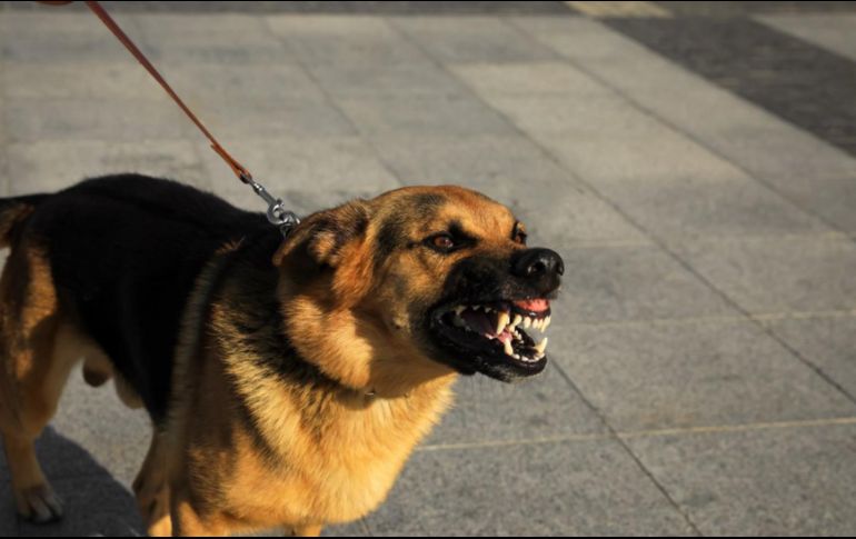 La cercanía del humano y el perro nos ha hecho olvidar que también son animales, y pueden ser agresivos. ESPECIAL/Unsplash