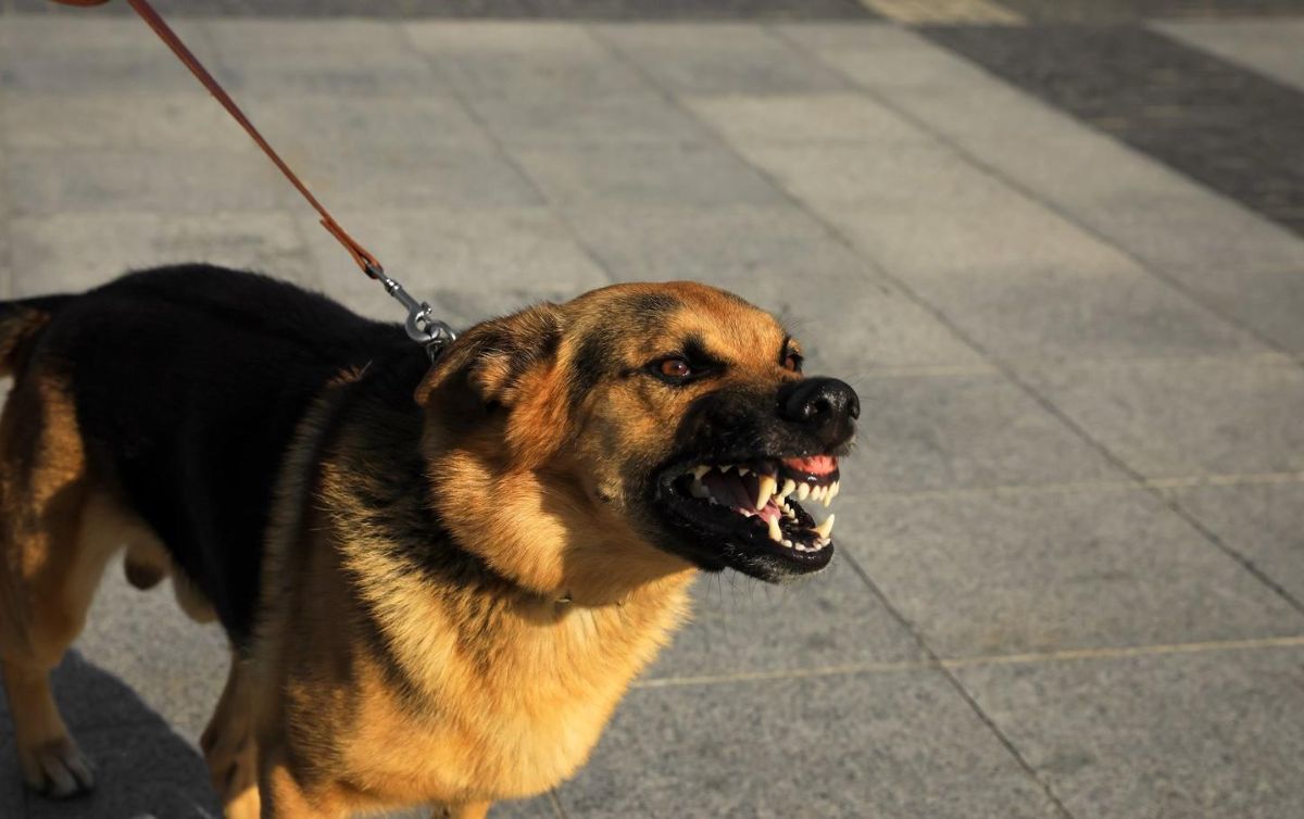 cómo detener el comportamiento agresivo del perro.