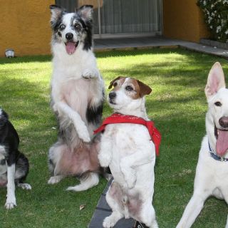 ¿Cómo viven el duelo las mascotas?