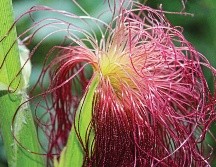 La situación con el té de pelo de elote es que pocas veces se ha analizado a la infusión. Pixabay