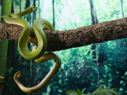 Boa Arborícola en el Herpetario del Zoológico Guadalajara. ESPECIAL/CORTESÍA ZOOLÓGICO GUADALAJARA.