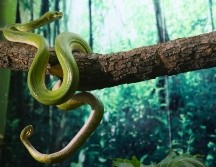 Boa Arborícola en el Herpetario del Zoológico Guadalajara. ESPECIAL/CORTESÍA ZOOLÓGICO GUADALAJARA.