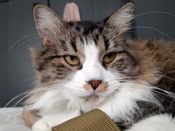 Despeja tus dudas; estos son los beneficios de adoptar un gato y los requisitos que deberás cumplir cuando lo hagas. EL INFORMADOR / O. Bravo