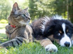 El registro de tus mascotas es gratuito y obligatorio. ESPECIAL/ Foto de Andrew S en Unsplash