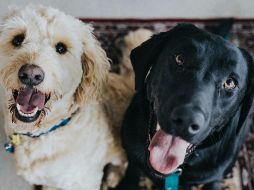 Este documento te servirá para que tu mascota pueda participar en campañas de esterilización, vacunación o desparasitación. Unsplash