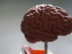 Es posible prevenir trastornos en los procesos cognitivos a través de hábitos saludables.ESPECIAL/ Foto de R. Weermeijer  en Unsplash