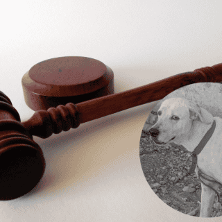 Sentencian a 3 años de cárcel a hombre por el asesinato del perrito 'Rufo' en Yucatán