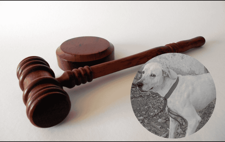 El perrito “Rufo” fue asesinado  con un machete en agosto del 2023 en la colonia 