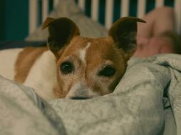 Muchos de los animales interpretan el oscurecimiento con la noche., por lo que duermen. Unsplash