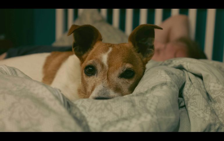 Muchos de los animales interpretan el oscurecimiento con la noche., por lo que duermen. Unsplash