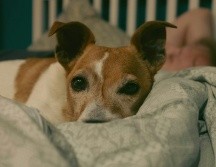 Muchos de los animales interpretan el oscurecimiento con la noche., por lo que duermen. Unsplash