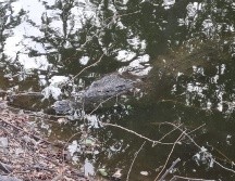 Hoy, medios de Puerto Vallarta dieron cuenta que el cocodrilo fue capturado para su reubicación y se conoce como 