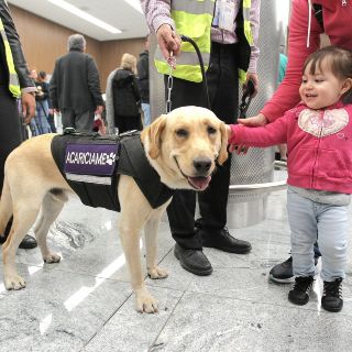 ¿Qué aerolínea no cobra extra por llevar mascotas en cabina?