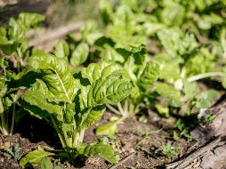 Estos alimentos te ayudarán a recordar fortaleciendo los mecanismos internos de la memoria. EL INFORMADOR / ARCHIVO