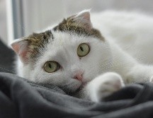 Estas son las recomendaciones para proteger a tu mascota del Eclipse Solar del próximo lunes 8 de abril. ESPECIAL / PEXELS